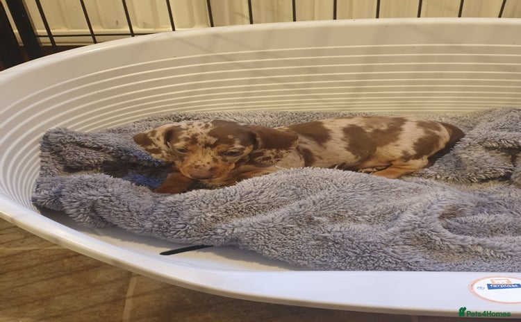 Miniature Dachshund dogs - Advert 16