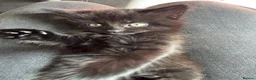 Domestic Shorthair cats for sale: female kitten for sale  in Nottingham - Advert 3