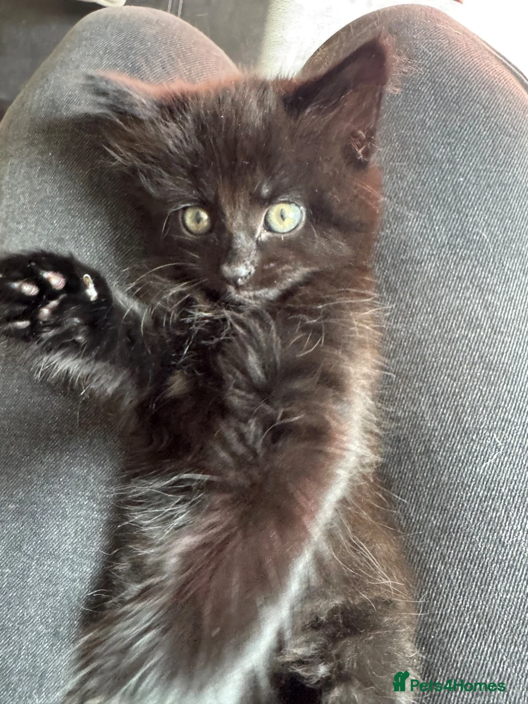 Domestic Shorthair cats for sale: female kitten for sale  in Nottingham - Advert 3