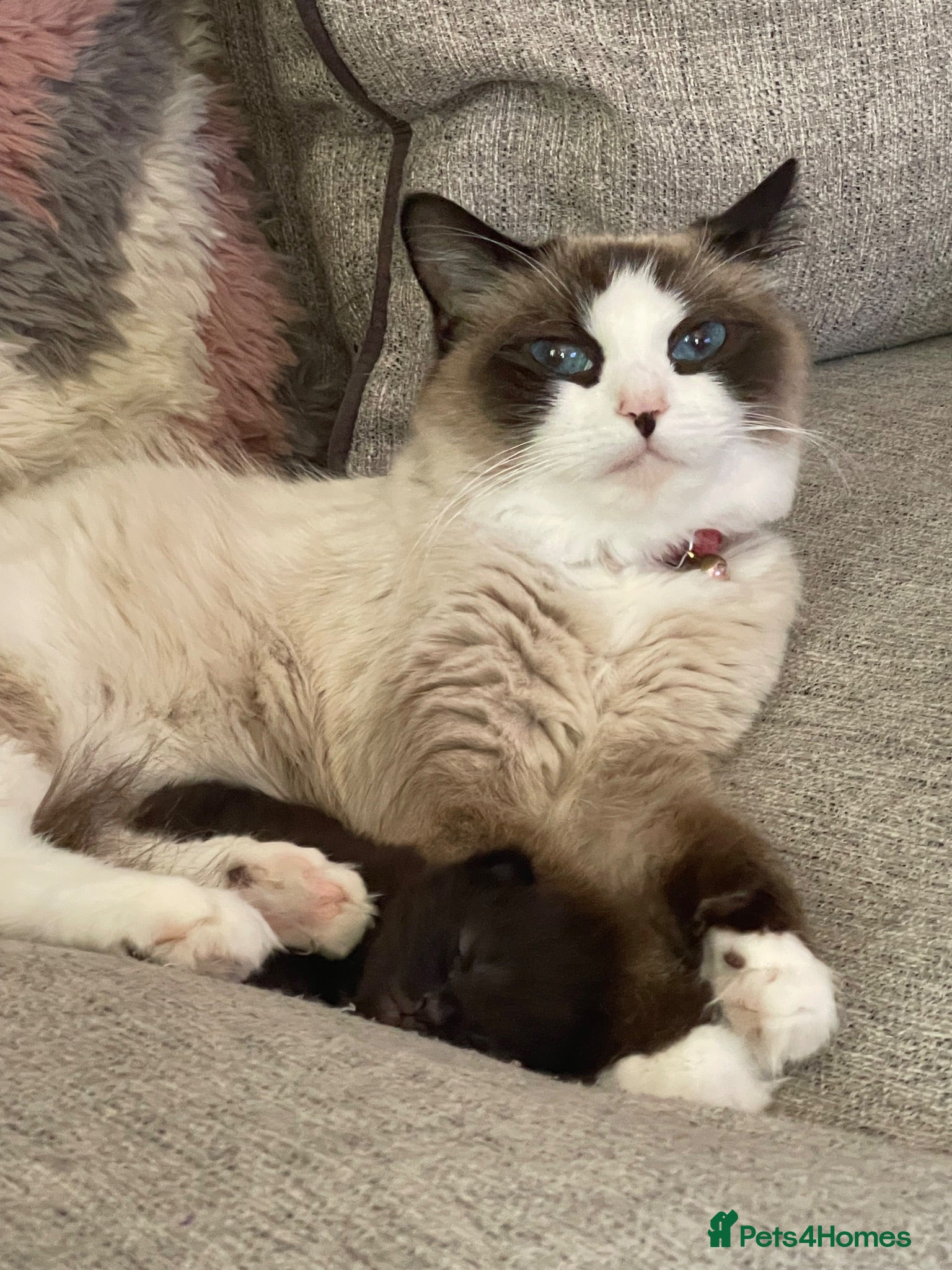 Mixed Breed cats Half Ragdoll  - Advert 2