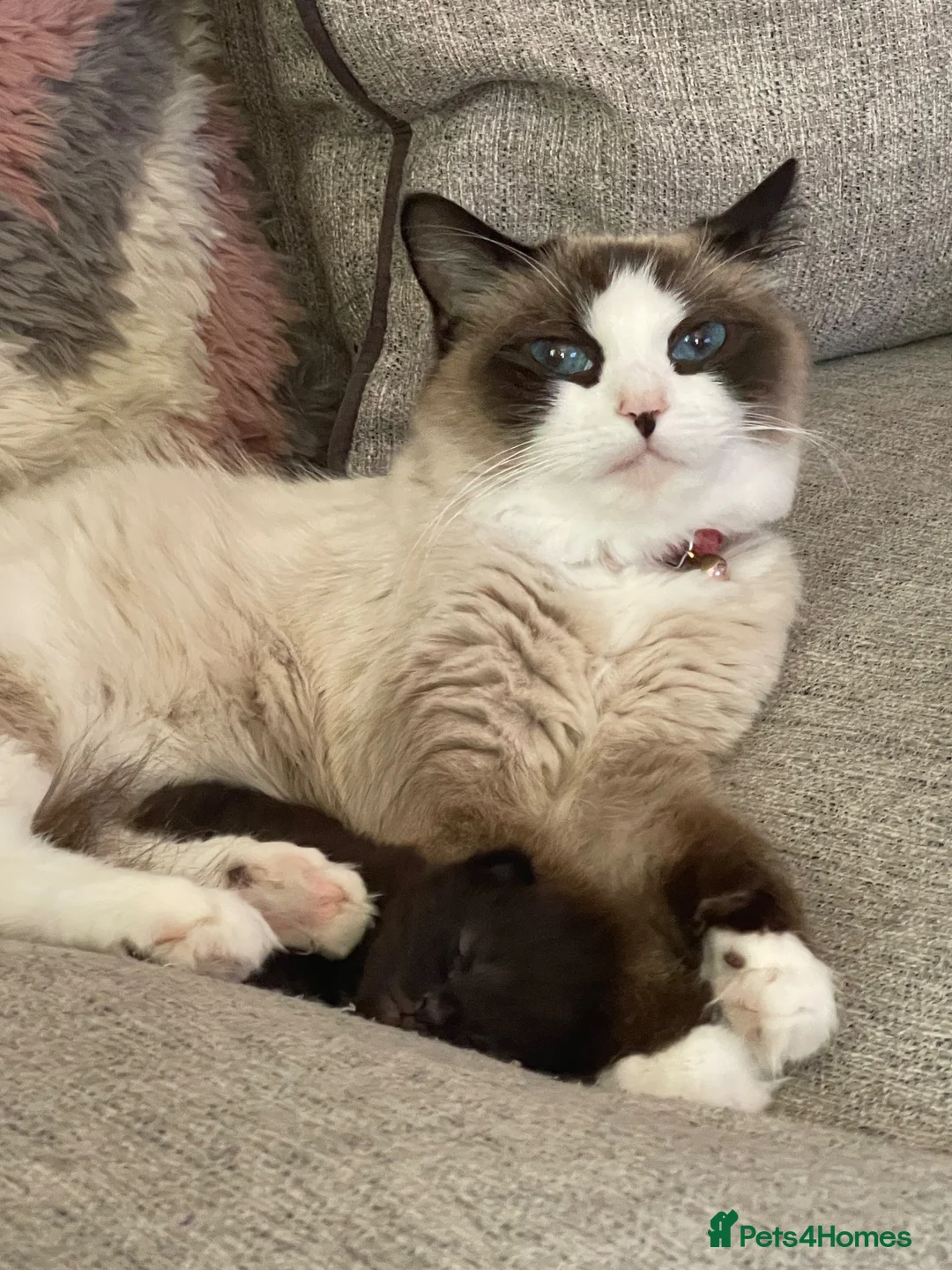 Mixed Breed cats for sale: Half Ragdoll  - Advert 1