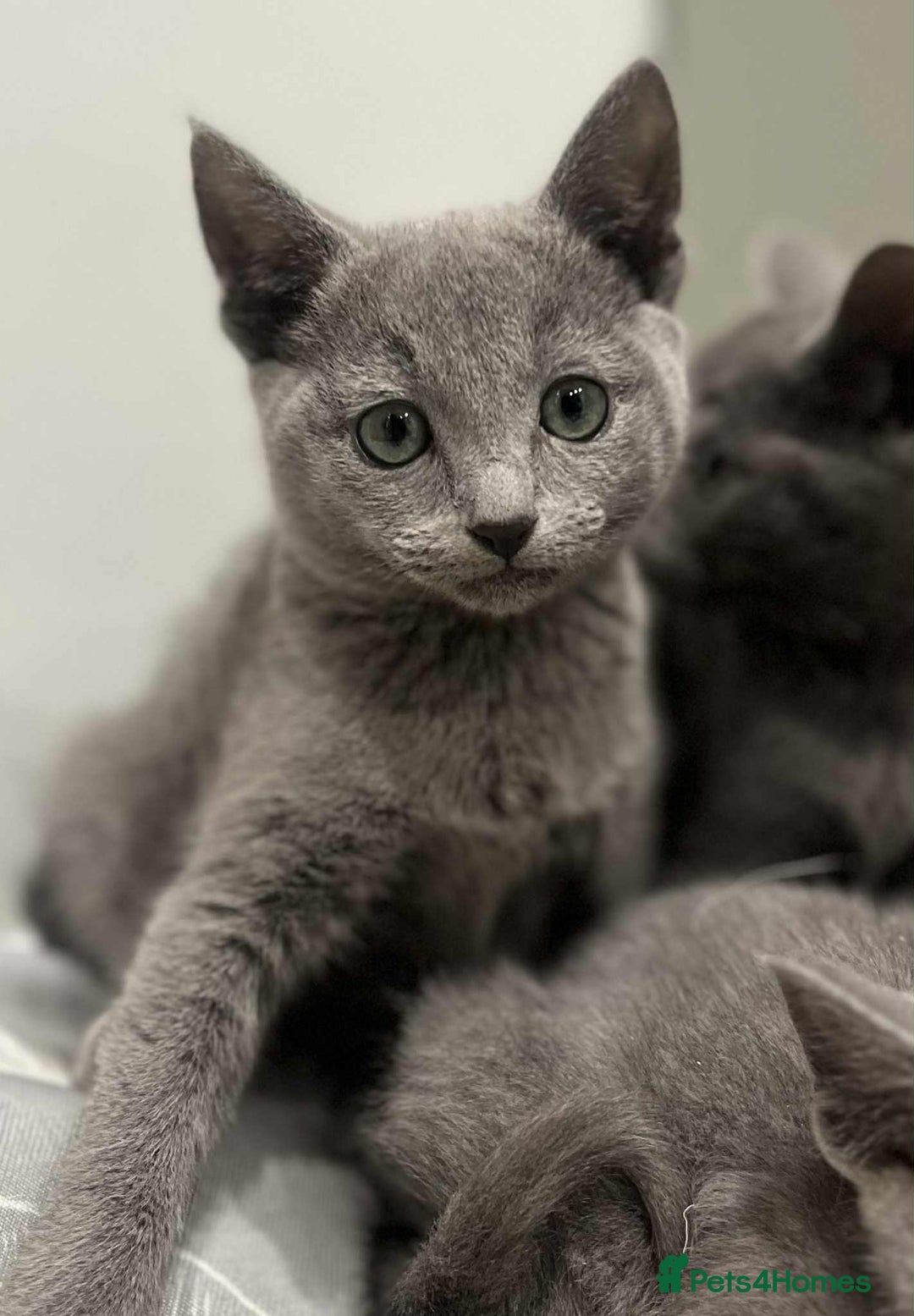 Russian Blue cats for sale: Stunning GCCF Russian Blue Kittens  - Advert 8