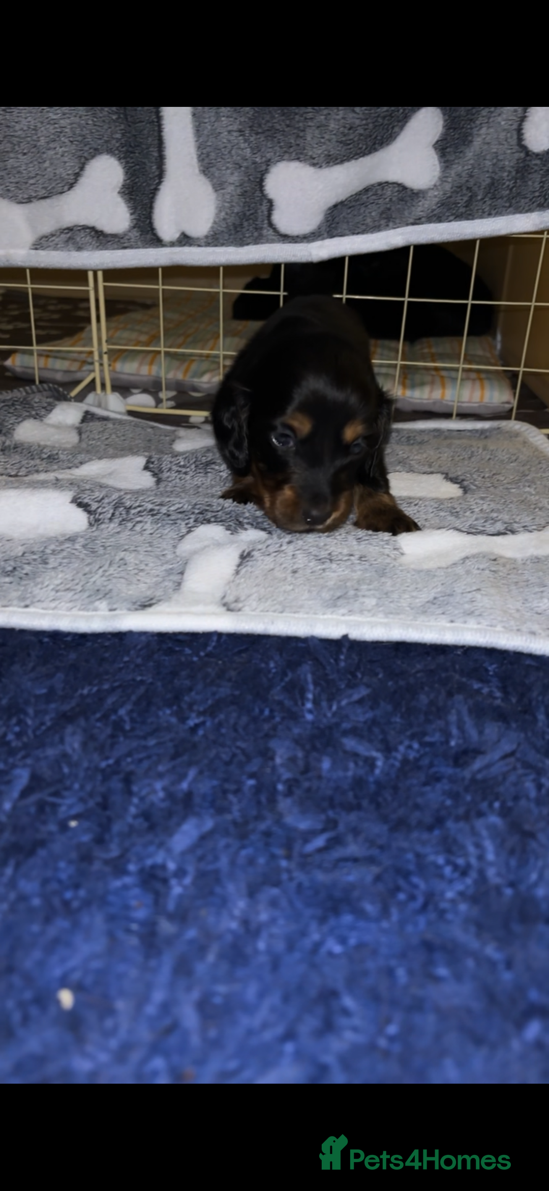 Miniature Dachshund dogs for sale: 2 female miniature dachshunds - Image 4