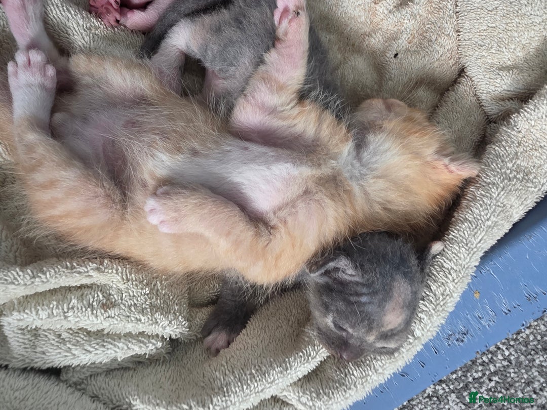 Sphynx cats for sale: Ginger Male Kitten Sphynx x Devon Rex Elf Mix in Hartlepool - Image 11