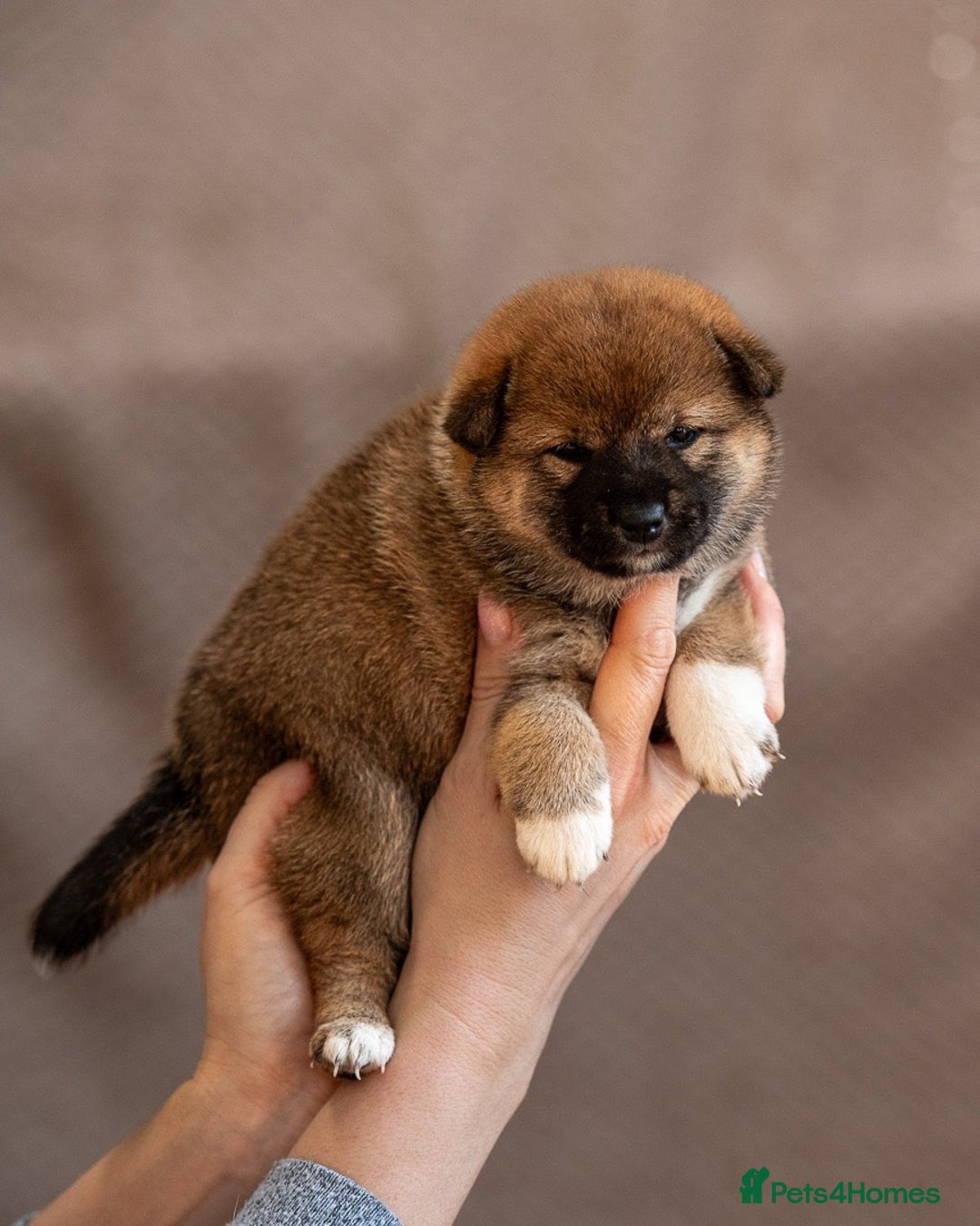 Japanese Shiba Inu dogs for sale: Shiba Inu Puppies – Top European Bloodlines UK KC - Advert 6
