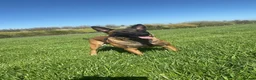Belgian Shepherd Dog dogs for sale: Belgian Malinois pups ready to leave  - Advert 8