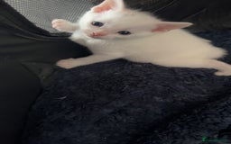 Domestic Shorthair cats for sale: KITTENS FOR SALE  - Image 3