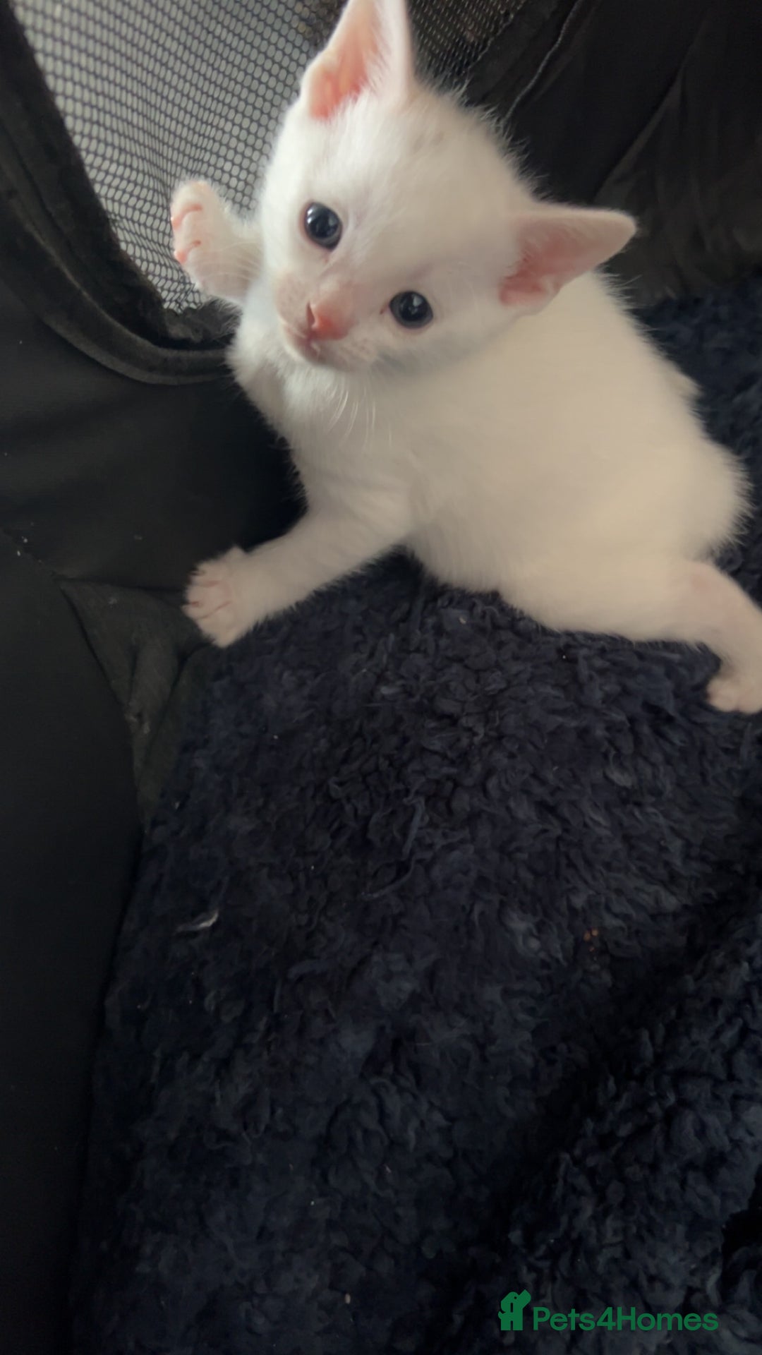 Domestic Shorthair cats for sale: KITTENS FOR SALE  - Image 3