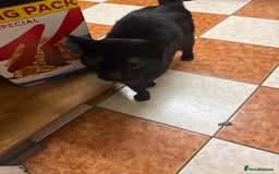 Mixed Breed cats for sale: Beautiful Black Cat for sale  - Advert 1