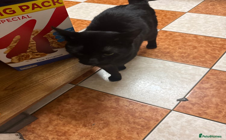 Mixed Breed cats Beautiful Black Cat for sale  - Advert 1