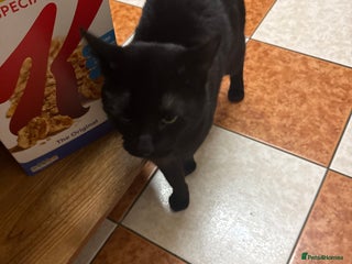 Mixed Breed cats Beautiful Black Cat for sale - Advert 1