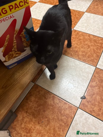 Mixed Breed cats Beautiful Black Cat for sale - Advert 1