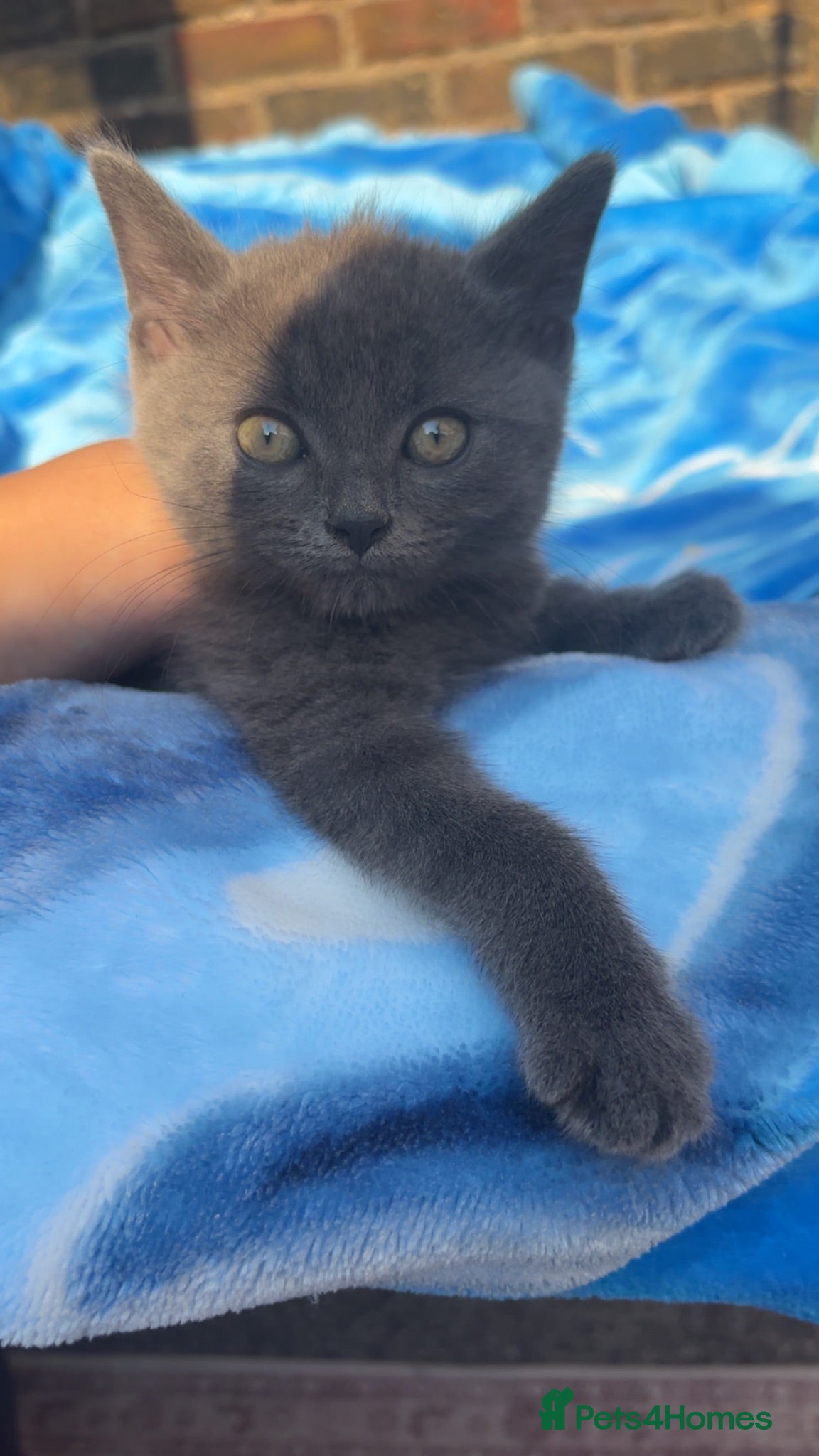 British Shorthair cats Grey British short hair male  - Advert 2