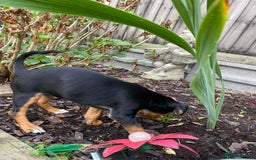 Jack Russell dogs for sale: Jack Russell terrier puppies - Image 13