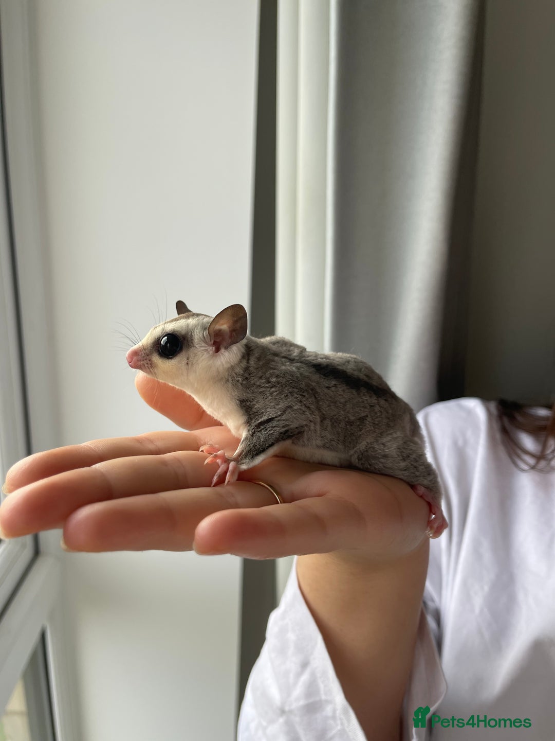 Sugar Glider rodents for sale: Two Female Sugar Glider Joeys - Advert 5