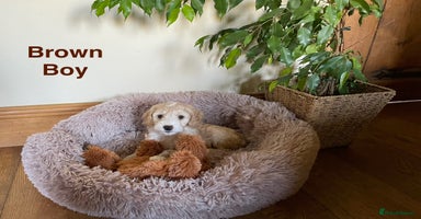 Cockapoo dogs - Advert 7