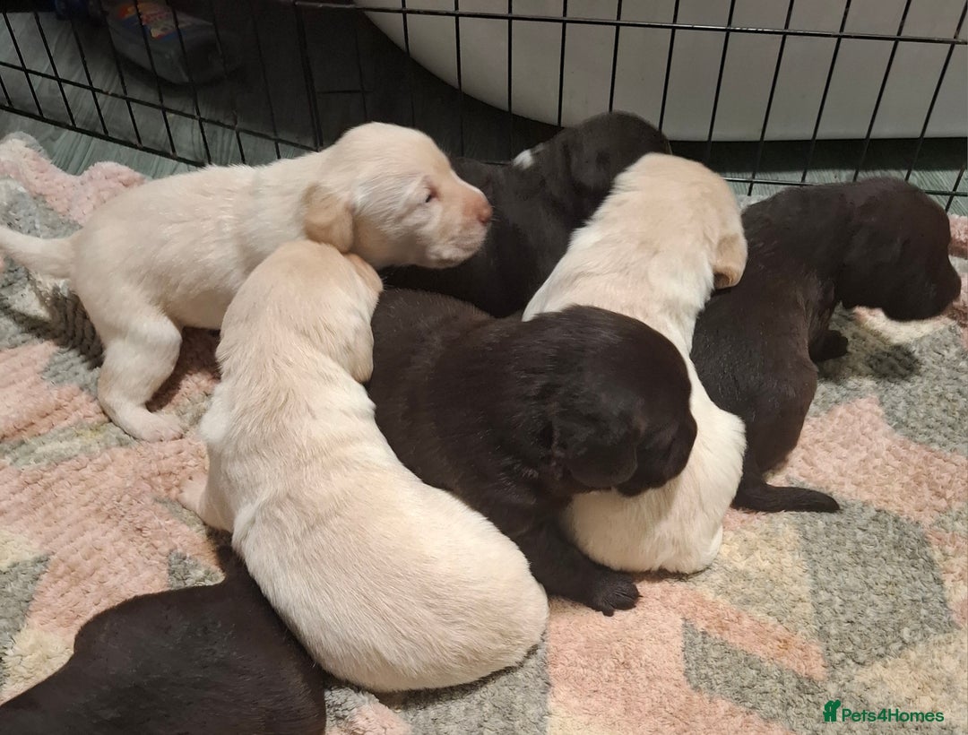 Labradoodle dogs for sale: Beautful labradoodle puppies available for sale  - Advert 12