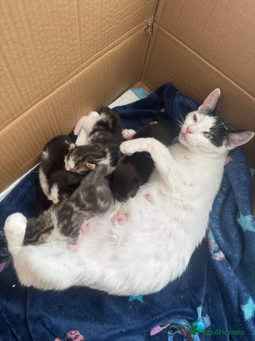 Mixed Breed cats for sale: 3 kittens ready in 2 weeks in Newhaven - Advert 2