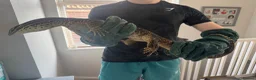 Monitor reptiles for sale: Male Argus Monitor For Sale - Advert 2