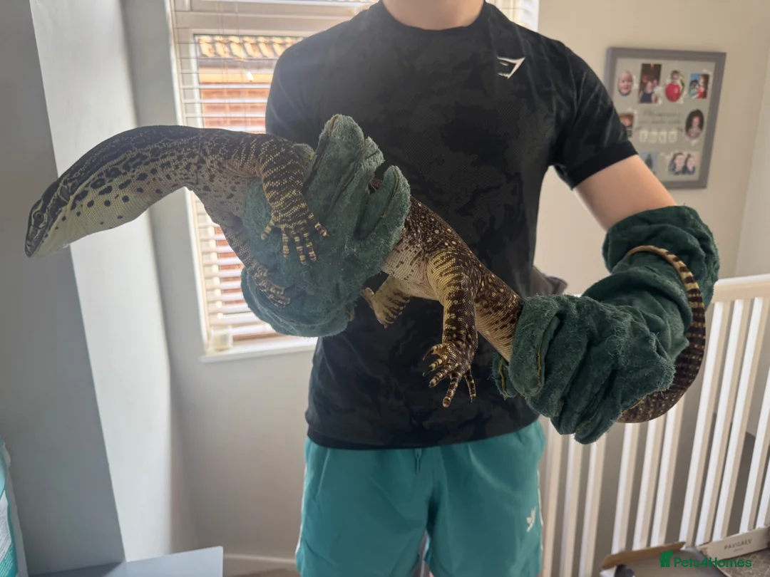 Monitor reptiles for sale: Male Argus Monitor For Sale - Advert 2