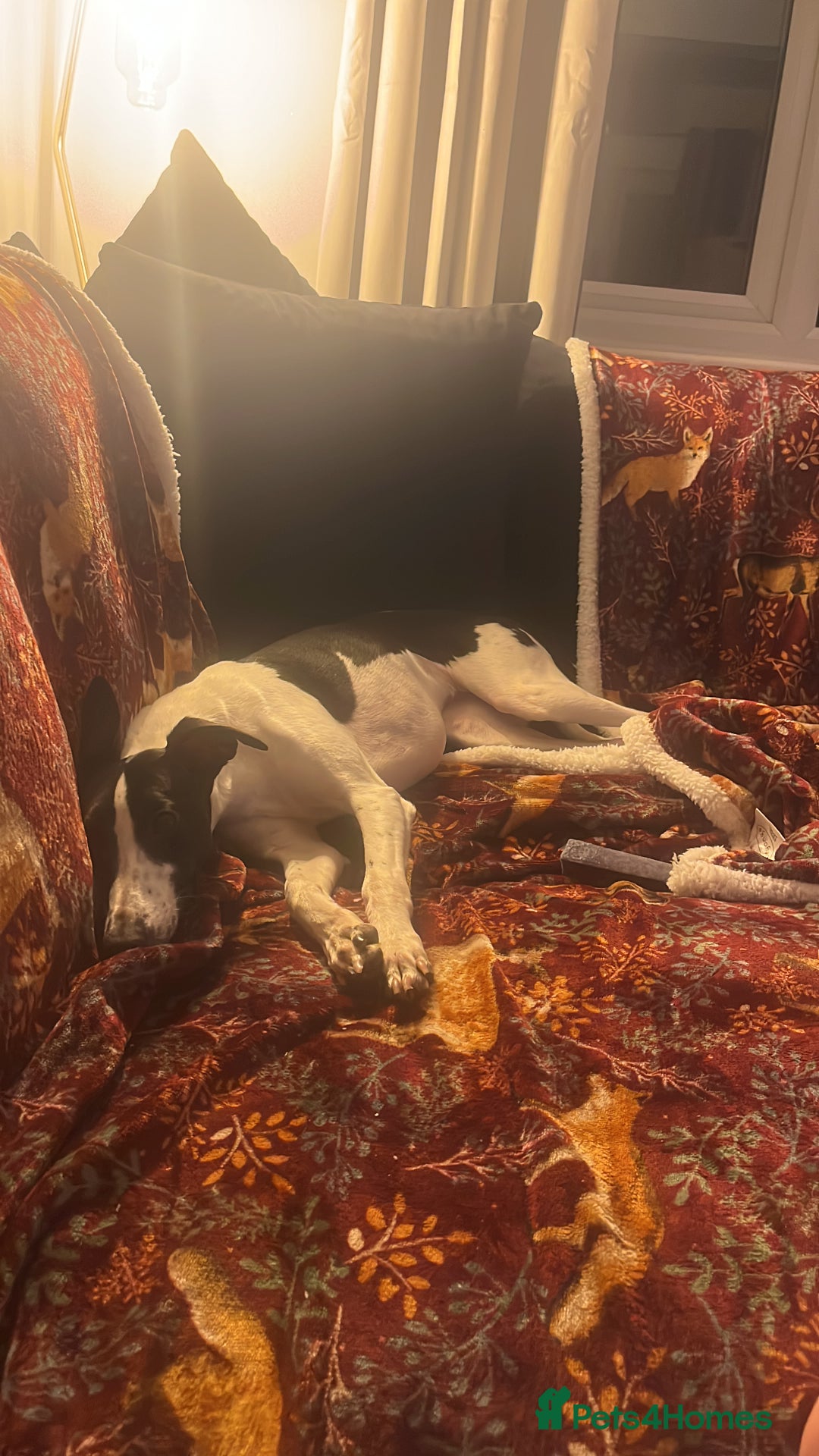 Whippet dogs for sale: Sweet Female Whippet - Advert 4