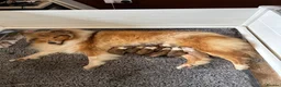 Rough Collie dogs for sale: KC registered sable and white rough collie puppies - Advert 6