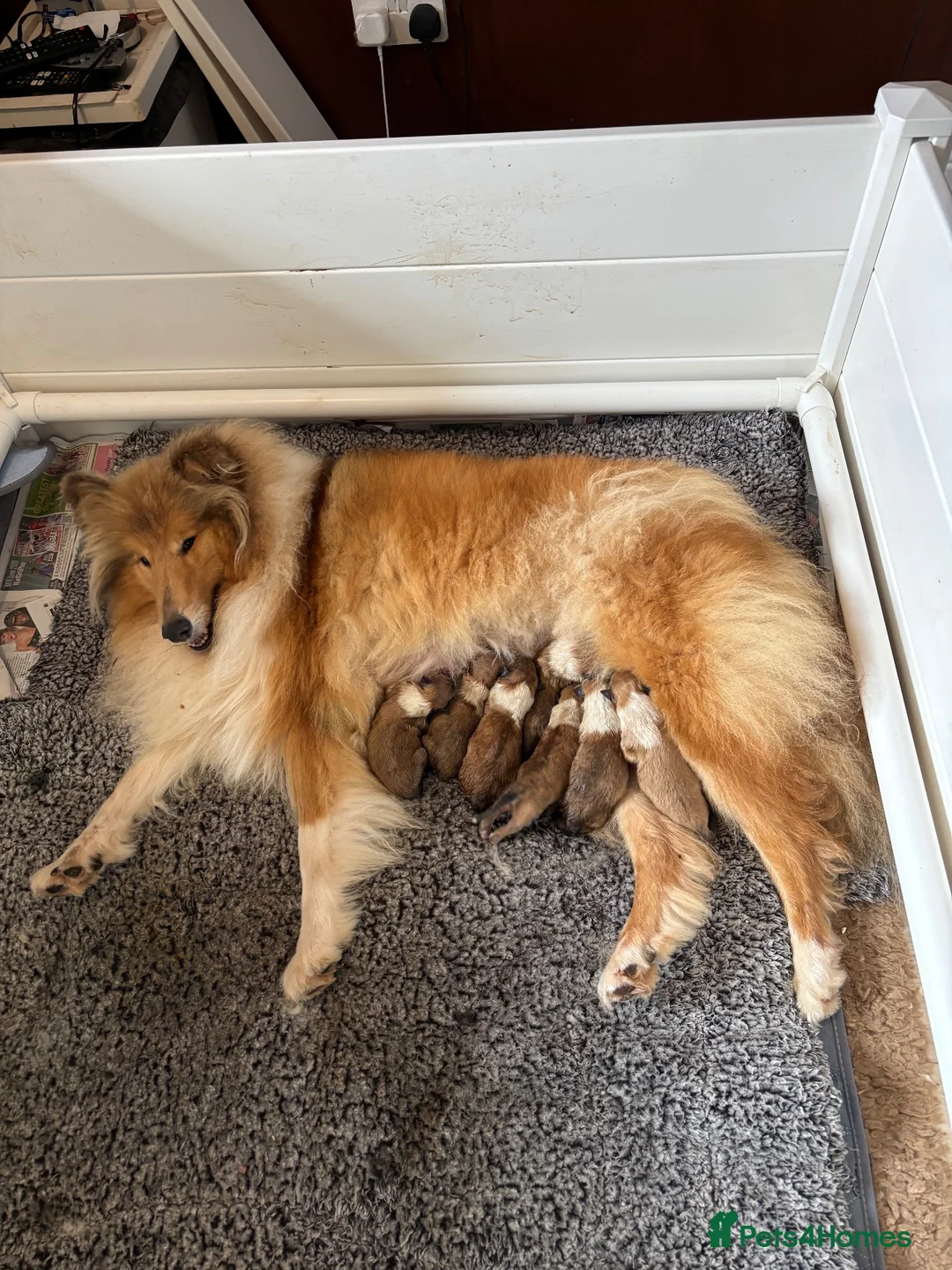 Rough Collie dogs for sale: KC registered sable and white rough collie puppies - Advert 6