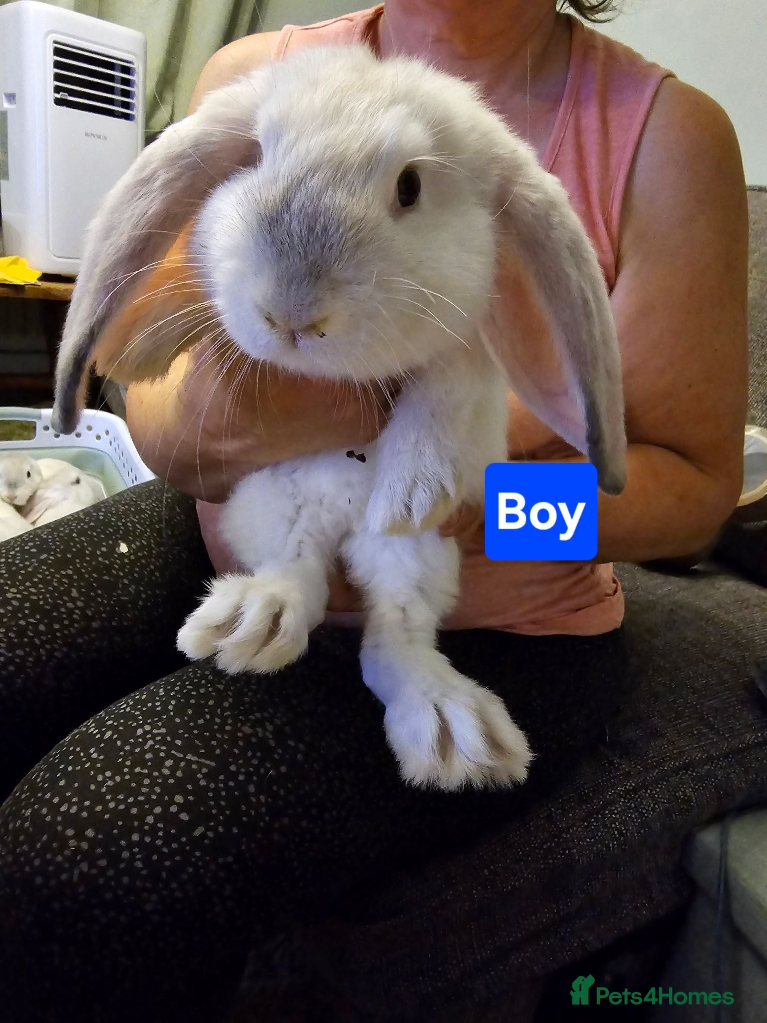 French Lop rabbits Pure Bred French Lop babies ready to Leave - Advert 1