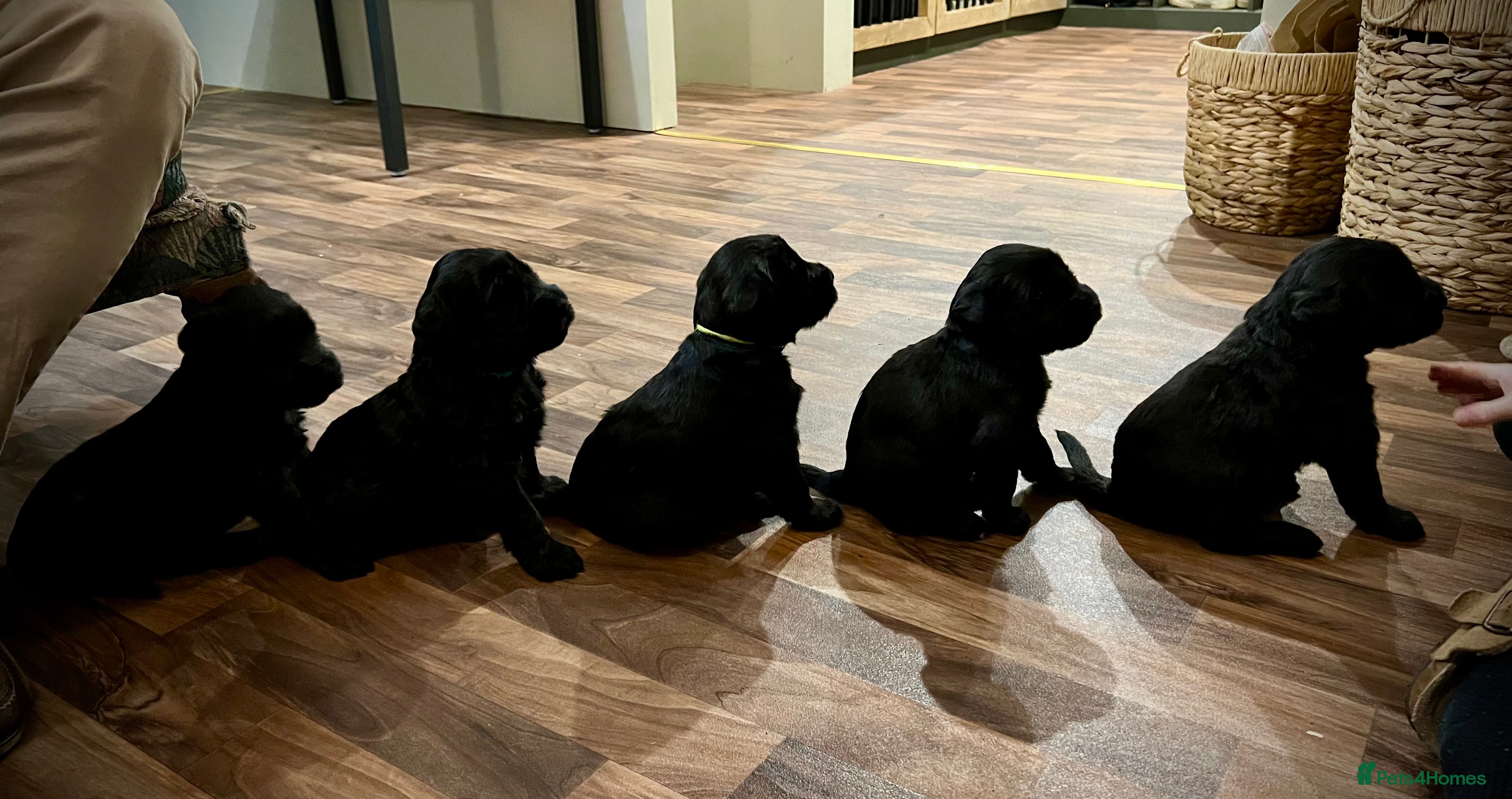 Giant Schnauzer dogs Show quality KC registered Giant Schnauzers  - Advert 1