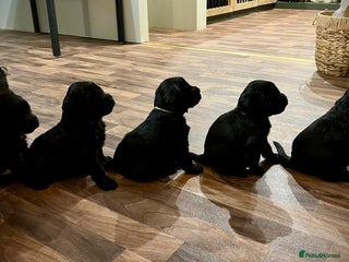 Giant Schnauzer dogs Show quality KC registered Giant Schnauzers - Advert 9