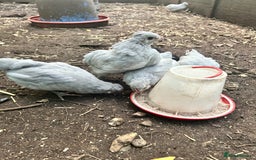 Chickens poultry for sale: Unsexed Araucana Chicks - Image 6