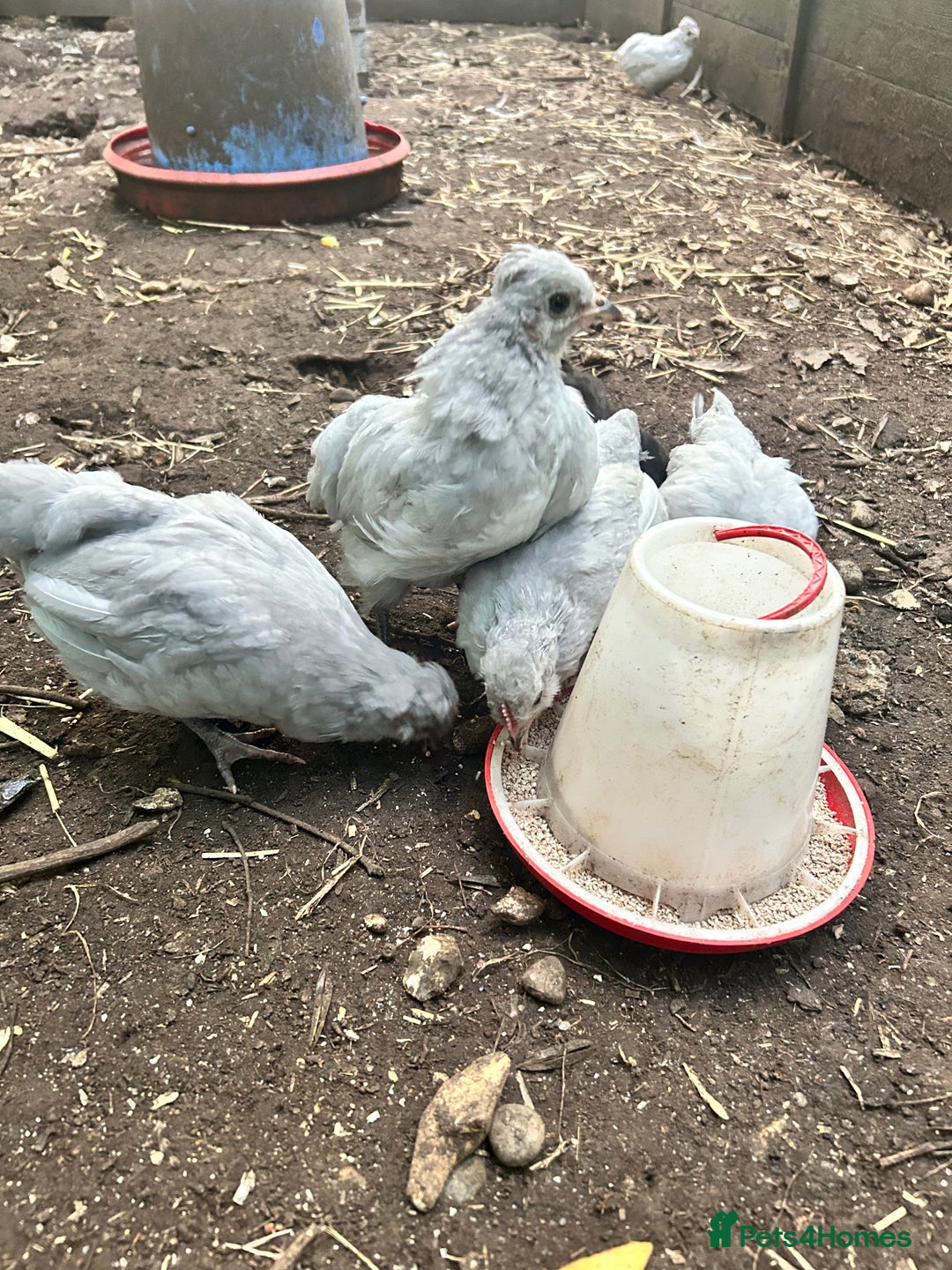 Chickens poultry for sale: Unsexed Araucana Chicks - Image 6