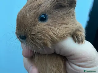 Guinea Pig rodents Pure bred sheltie and texel Guinea pigs - Advert 4