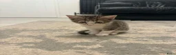 Mixed Breed cats for sale: Kittens For Sale - Advert 4