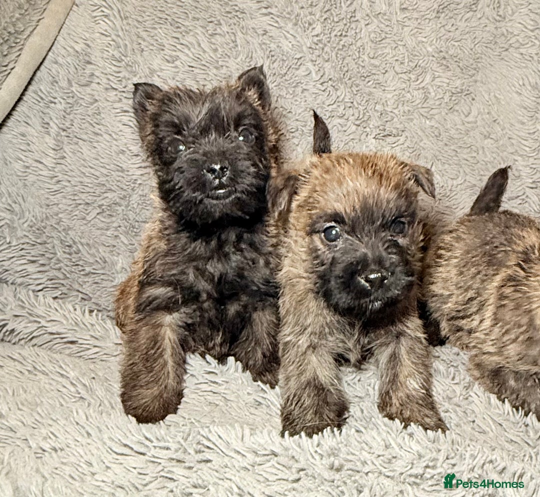 Cairn Terrier dogs for sale: STUNNING cairn terrier babies 🐾 - Advert 8