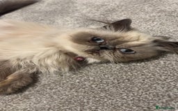 Persian cats for sale: Persian cat - Image 3