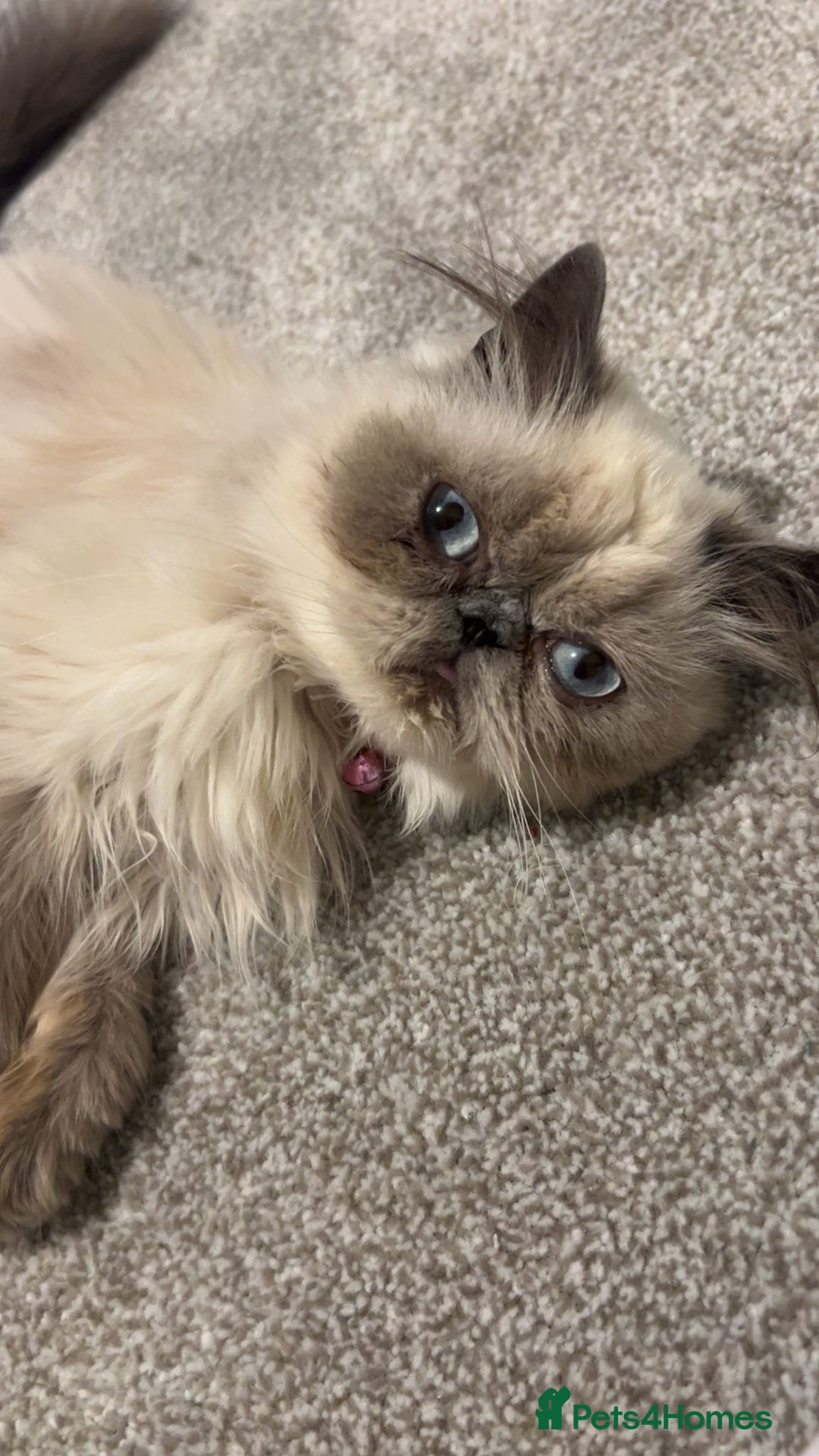 Persian cats for sale: Persian cat - Image 3