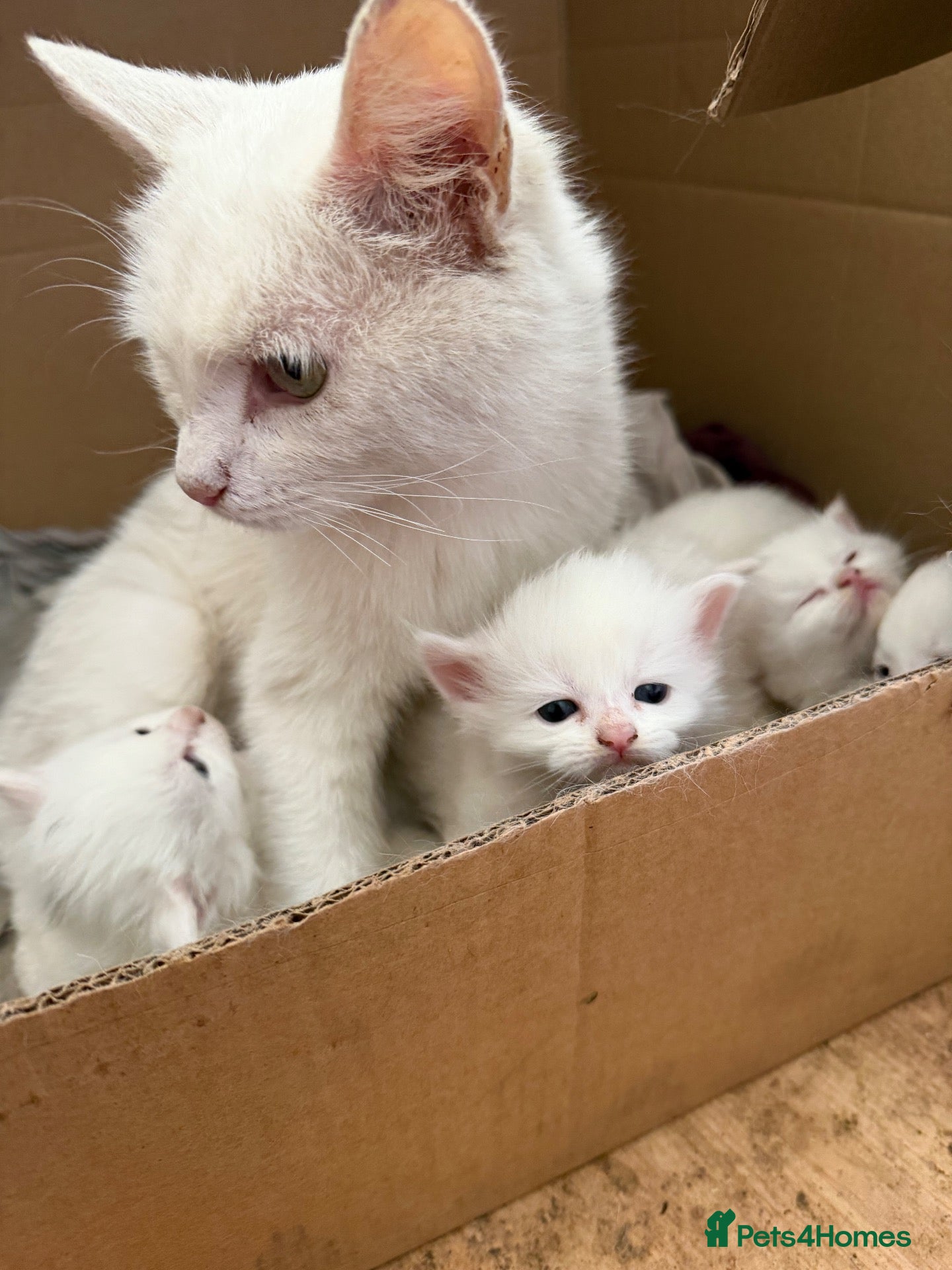 Mixed Breed cats Kittens - Advert 1