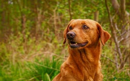 Labrador Retriever dogs for sale: Beautiful Lab Pups Looking for Loving Homes  - Image 7