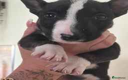 English Bull Terrier dogs for sale: Champion line bull terriers  - Image 2