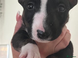 English Bull Terrier dogs - Advert 1