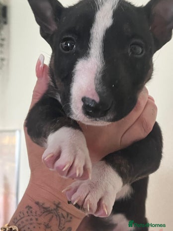 English Bull Terrier dogs - Advert 2