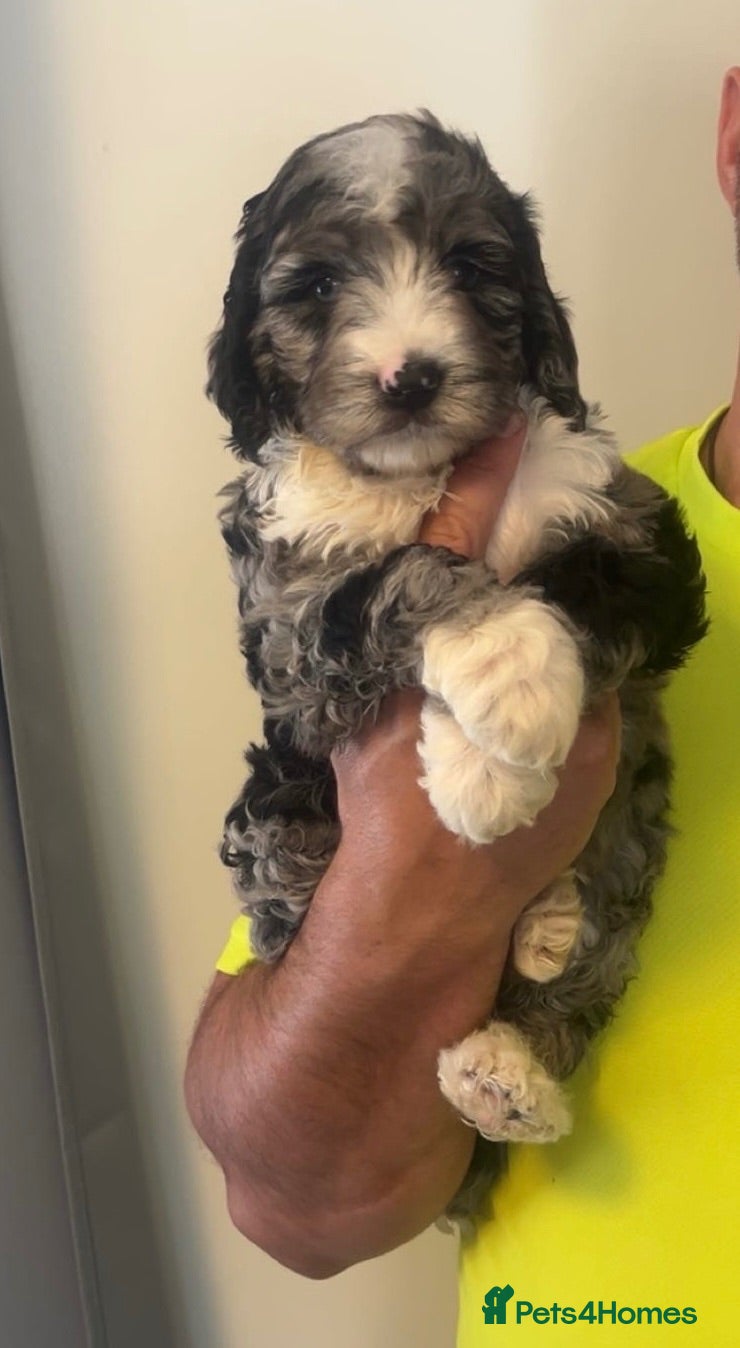 Sproodle dogs STUNNING F2 MERLE SPROODLES - Advert 13