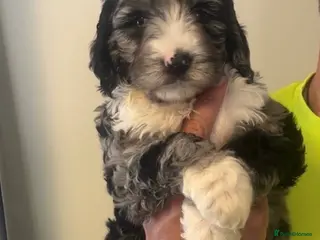 Sproodle dogs STUNNING F2 MERLE SPROODLES - Advert 13
