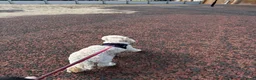 Labradoodle dogs for sale: Seeking new forever home  - Advert 5