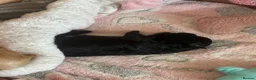 Yorkiepoo dogs for sale: Gorgeous Yorkiepoo’s - Advert 15