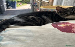 British Longhair cats for sale: British Longhair cross Bengal - Image 1
