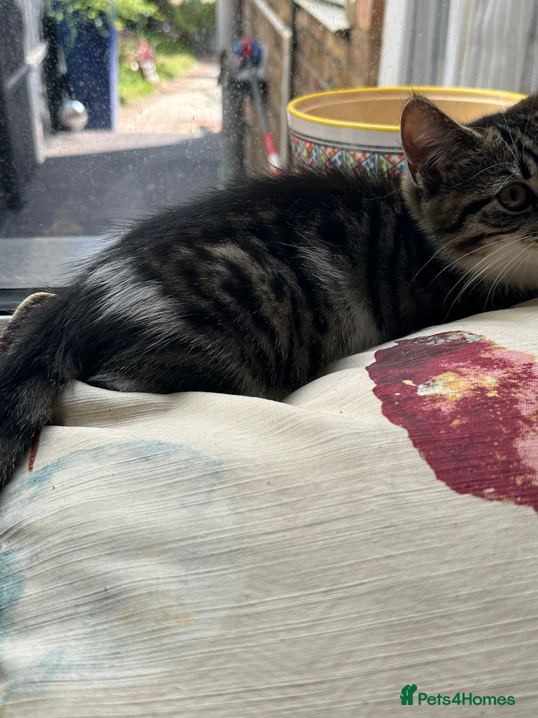 British Longhair cats for sale: British Longhair cross Bengal - Image 1