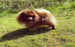 Pomeranian dogs for stud: Chocolate Stud Kc Registered ,Embark tested in Runcorn - Image 10