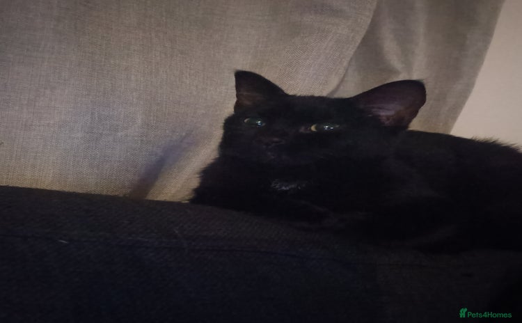 British Shorthair cats - Advert 14